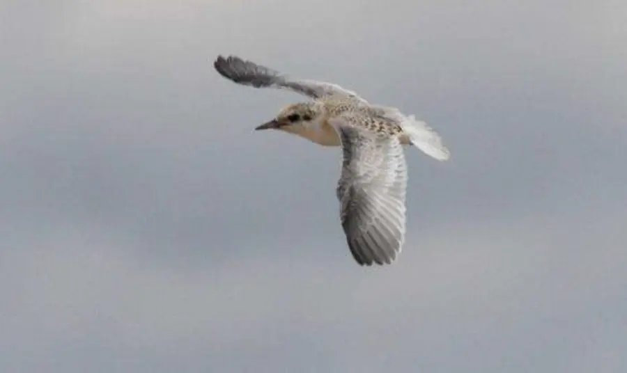 A newly fledged Little Tern flying