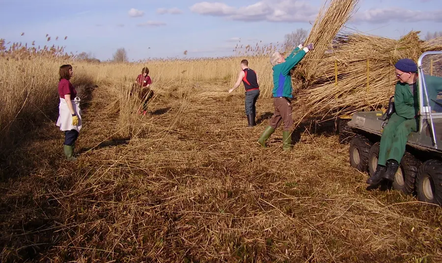 Volunteers working on the Great Fen landscape
