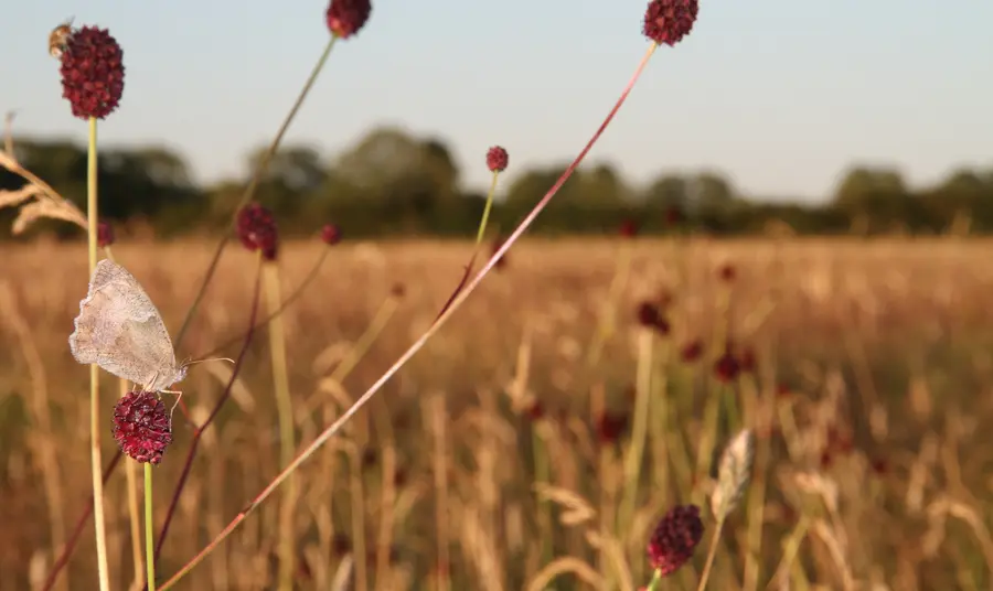Wildflowers growing at Meadow Farm
