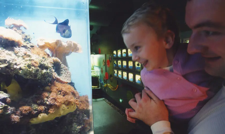 A child looks at exhibits at the Horniman Museum