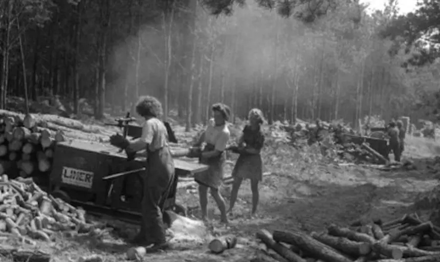 Lumber Jills at work in a forest during the Second World War