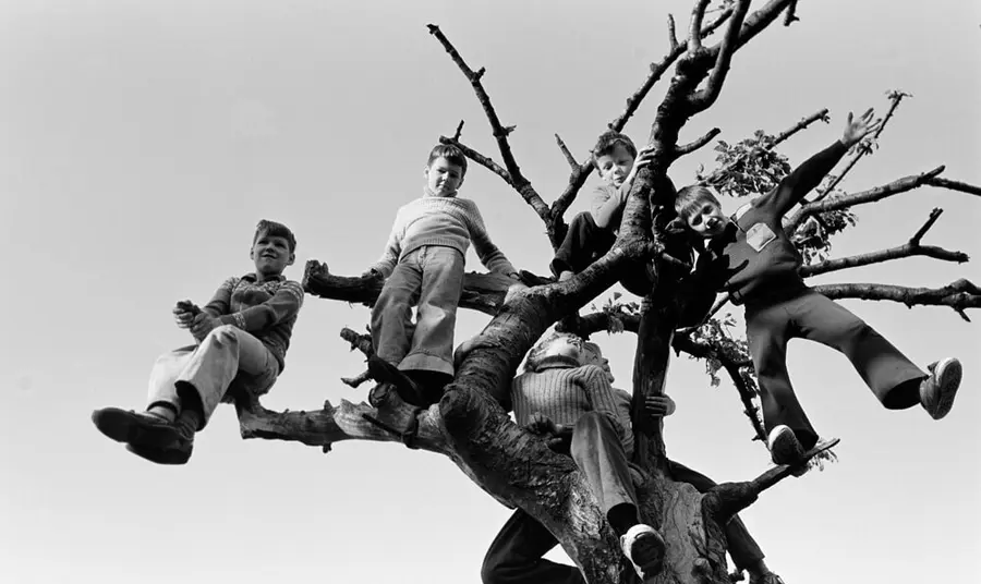 A black and white photo of children sitting in the branches of a tree