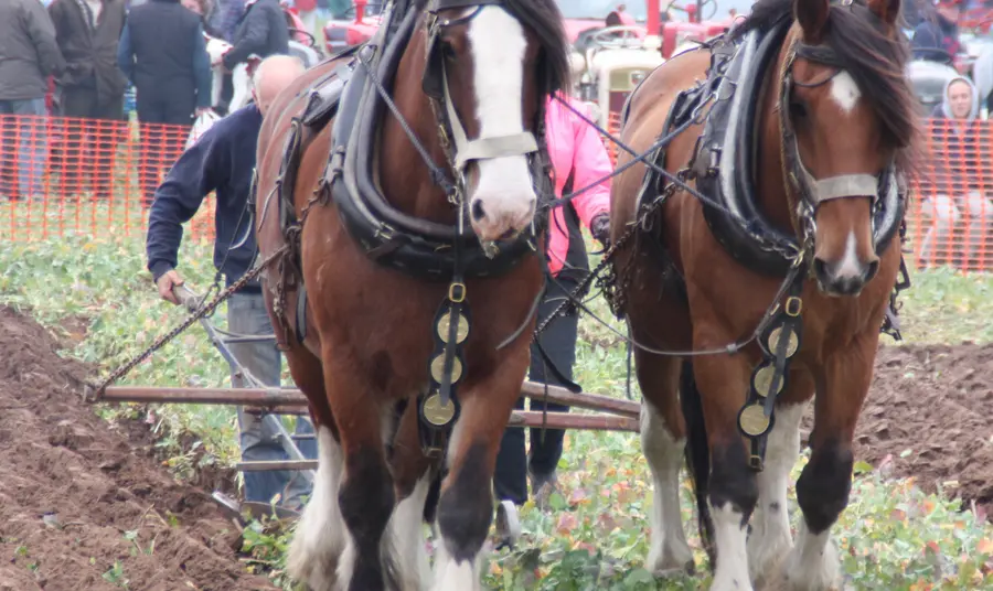 Traditional ploughing at Epworth in the Humberhead Levels Landscape Partnership