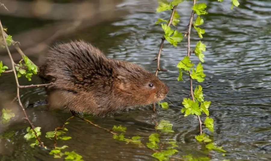 Water vole