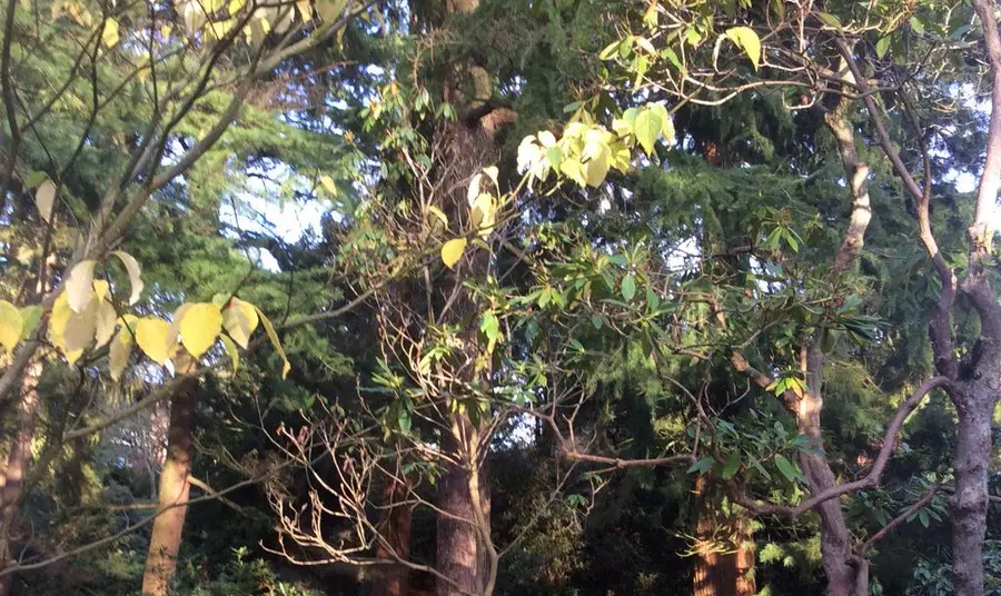 Autumnal trees at Whinfell Quarry Gardens