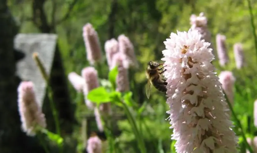 A bee pollinating a flower