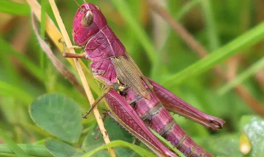 A pink meadow grasshopper.