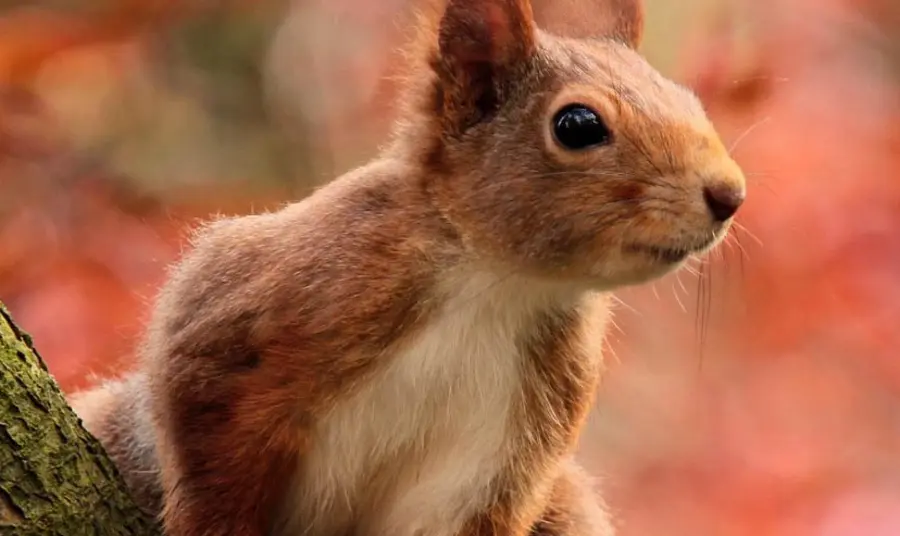 A close up of a red squirrel on a tree branch