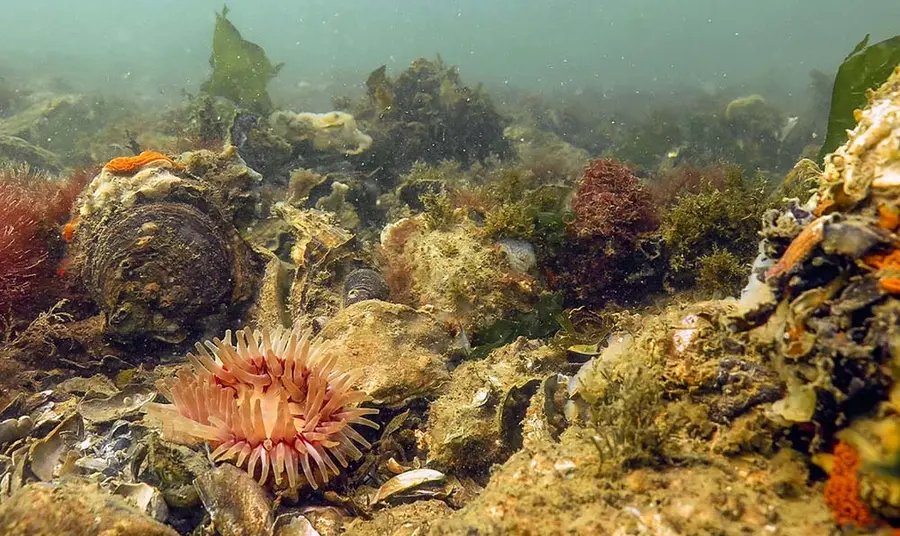 An oyster reef with native dahlia anemone.