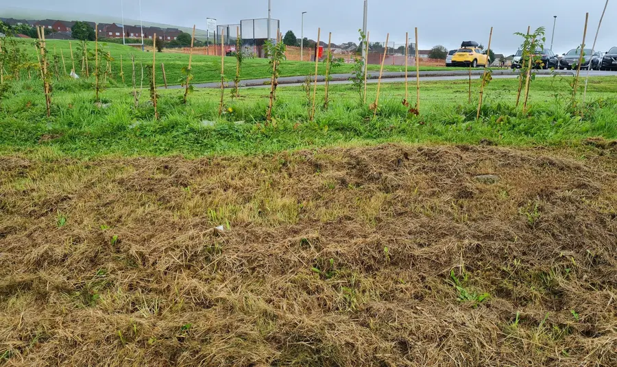 Tree saplings in a grassy area