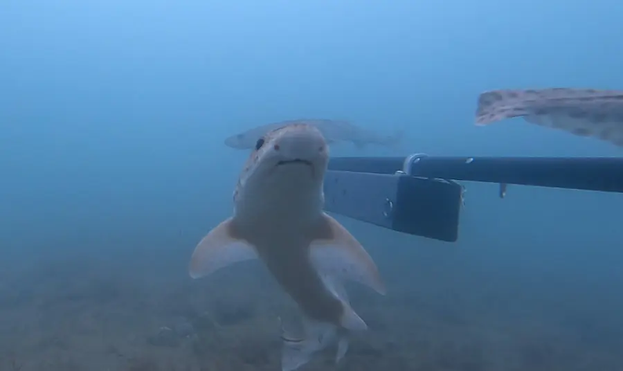 A shark is captured on camera