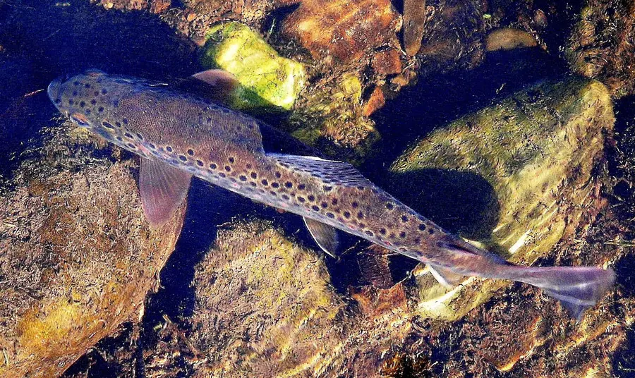 Brown trout in a freshwater river