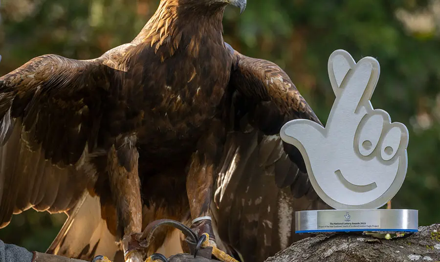 A golden eagle from the South of Scotland Golden Eagle project next to a National Lottery Award
