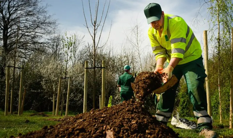 A person using a shovel to move soil. Young sapling trees surround them.