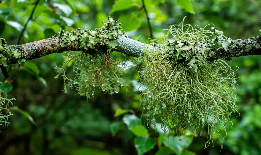 lichen growing on a tree branch