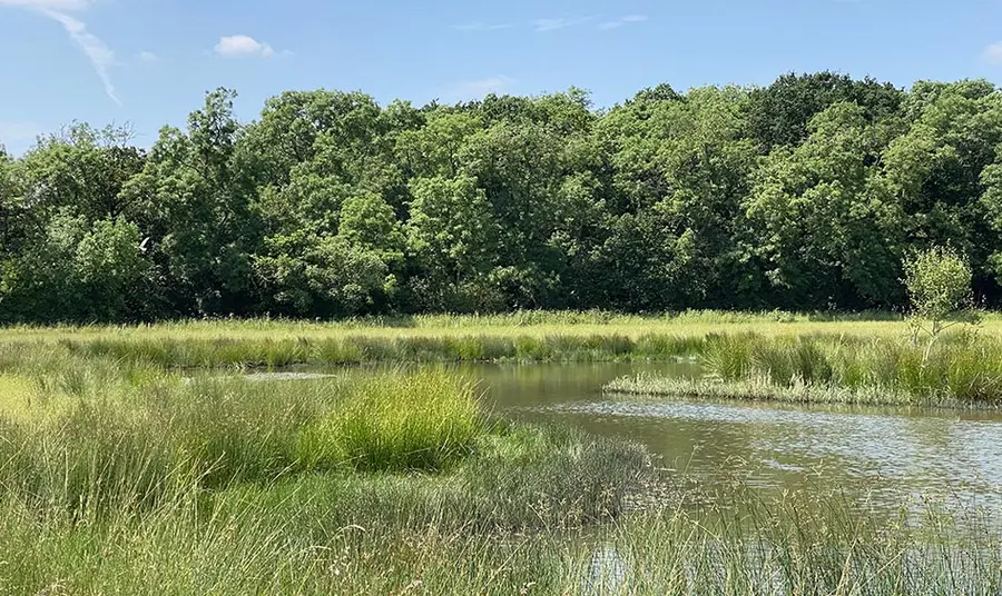 A photograph of a landscape in summer, with deciduous trees in the background and a marshy river habitat in the foreground