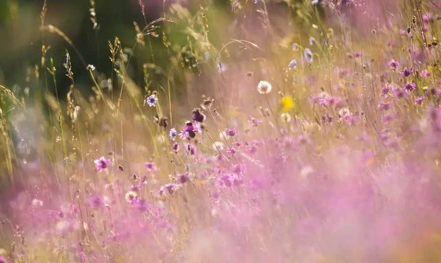 Close up of wildflowers in a field