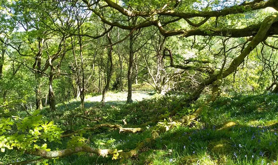 A deciduous woodland
