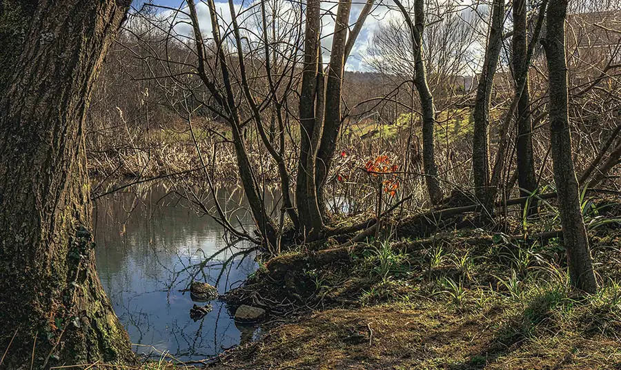 Trees at the edge of a pond in the Autumn