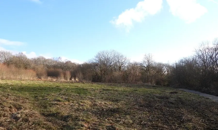 A meadow at Ynys Dawela which has been prepared to attract marsh fritillary butterfiles 