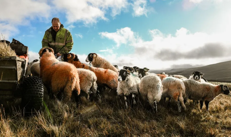a farmer and a flock of sheep in an upland landscape