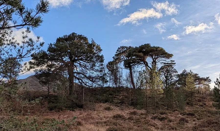 Ancient Caledonian woodland in Loch Lomond against a cloudy blue sky.