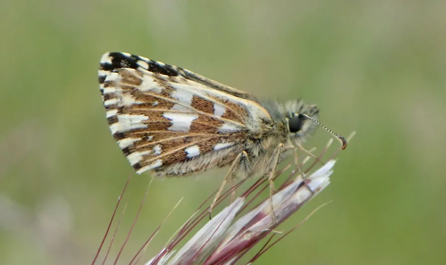 Llun agos o löyn byw gydag adenydd patrymog brown, gwyn a du