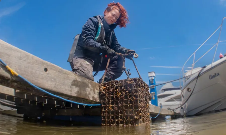 Installing oyster nurseries