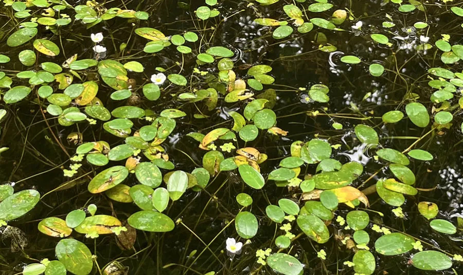 water plants floating on the surface of a river