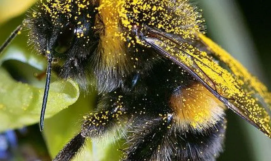 A bee