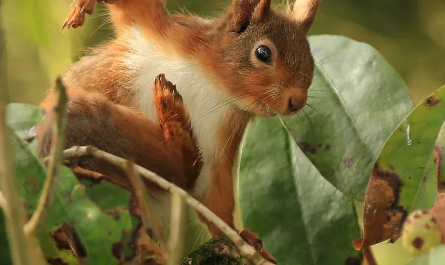 A red squirrel in Scotland