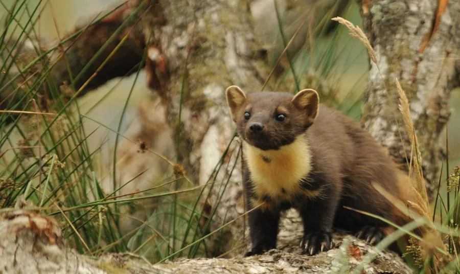 Back from the Brink: saving England’s most threatened species