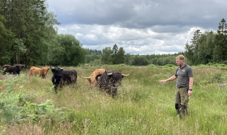 Habitat management work in Forest of Dean as part of the project
