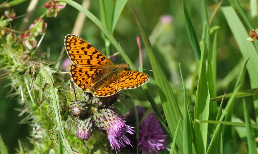 Butterfly