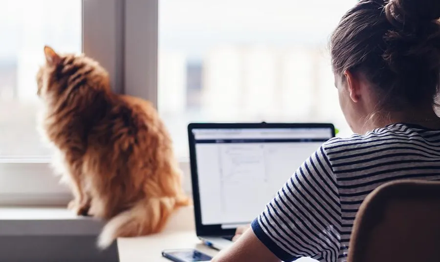Person using computer whilst cat sits by window in background