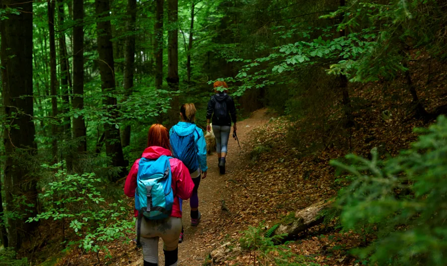 Three people walking on a trail through a woodland