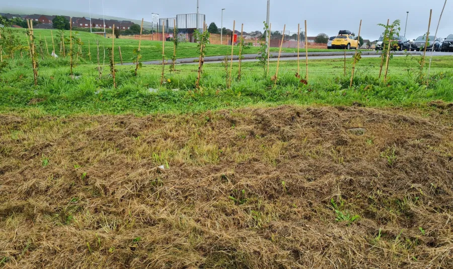 a field with tree saplings