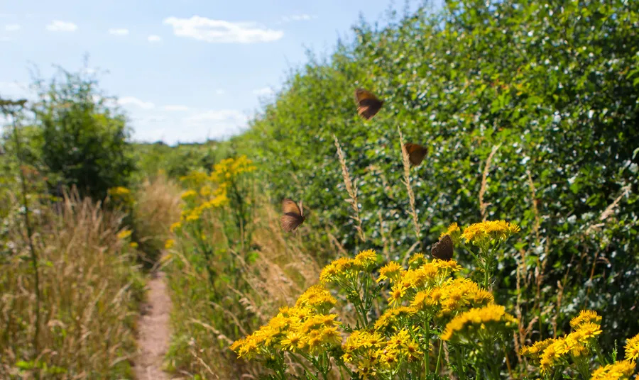 Butterflies on flowers growing in hedgerows on Manor Farm, Surrey