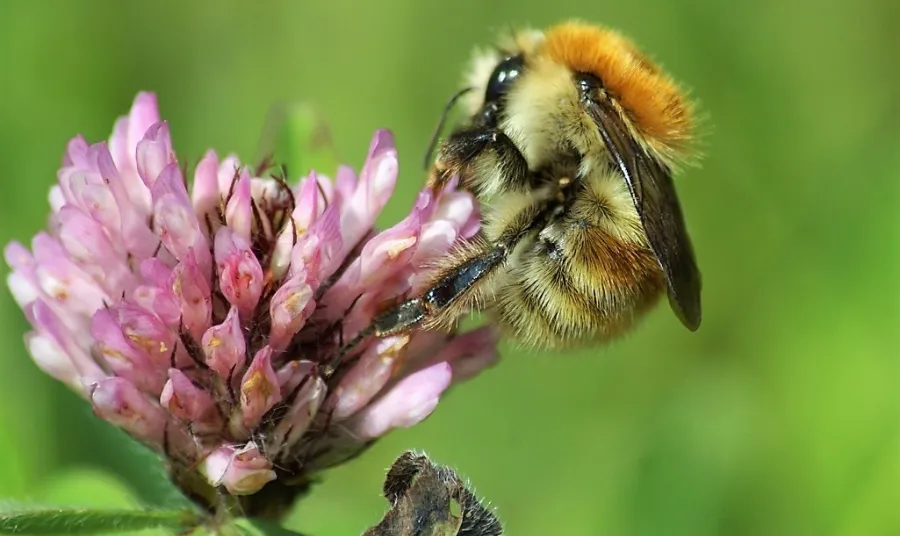 The Brown banded carder bee, Bombus humilis