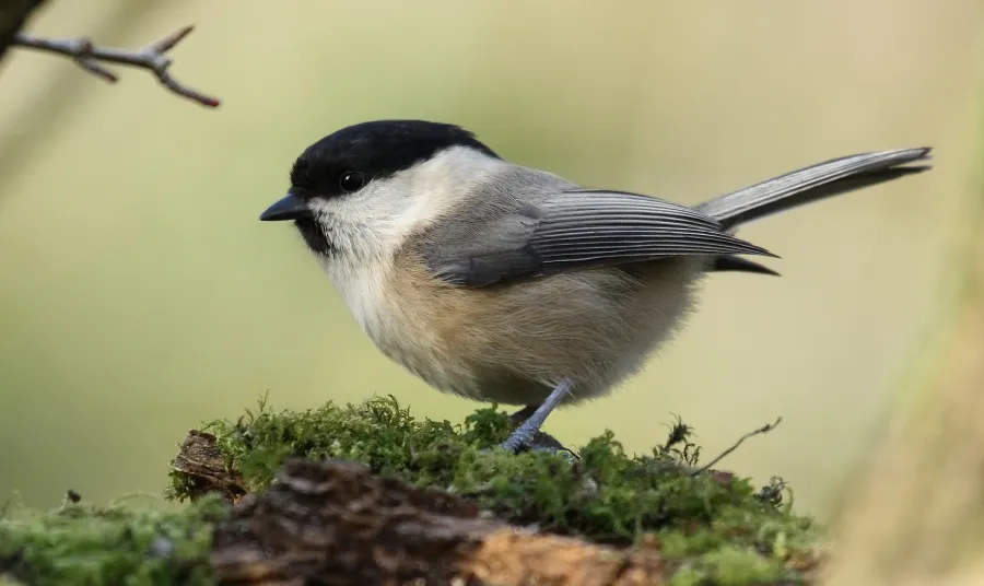 A Willow Tit in the wild
