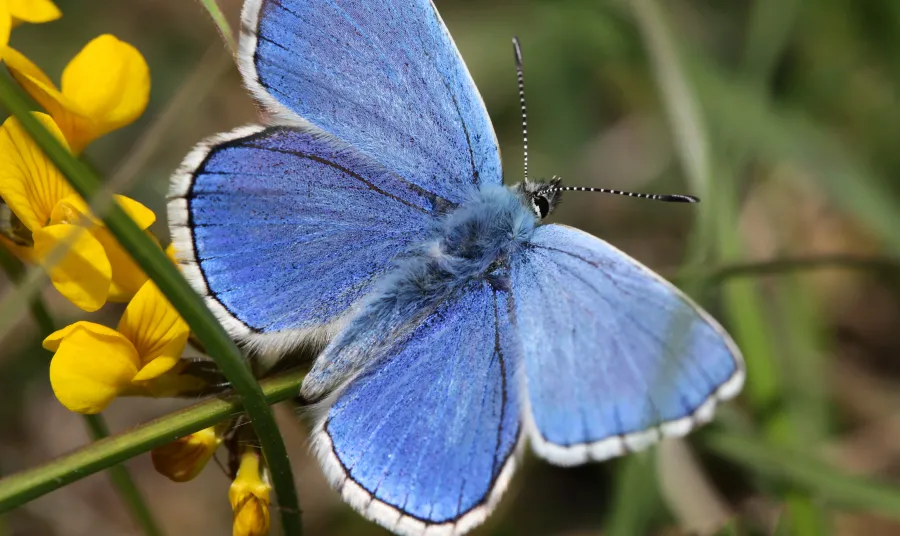 Blue butterfly