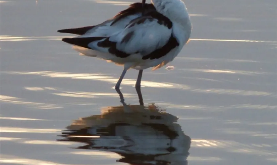 Avocet in the evening
