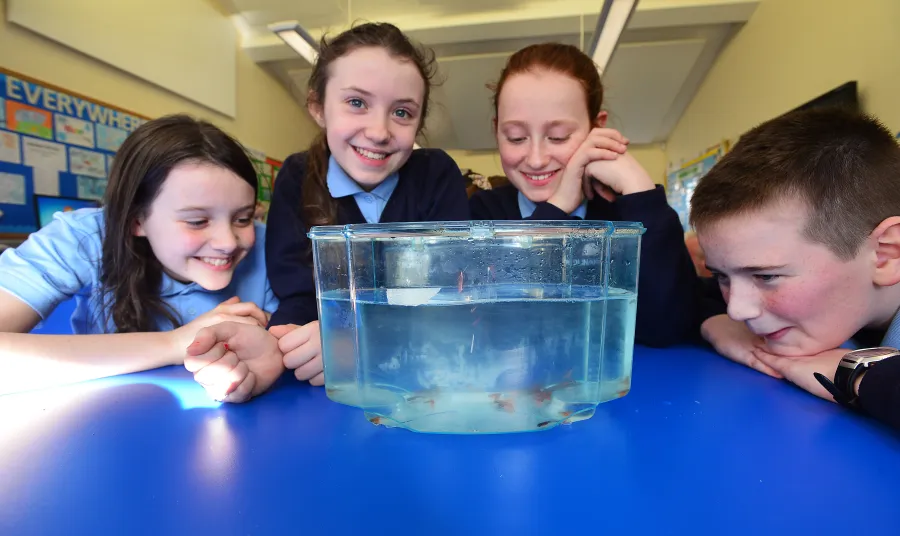 Schoolchildren look at young fish
