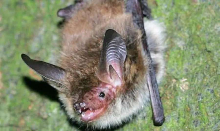 A close-up of a Bechstein bat