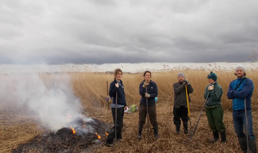 Volunteers in the reedbed at Blacktoft Sands