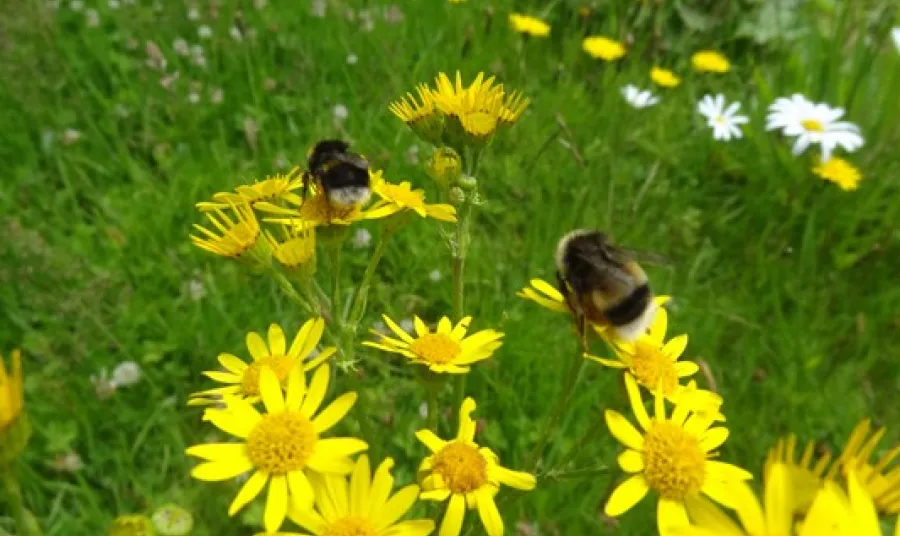 Bees buzzing around wild flowers