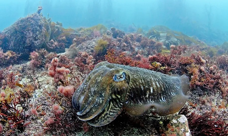 Cuttlefish in habitat
