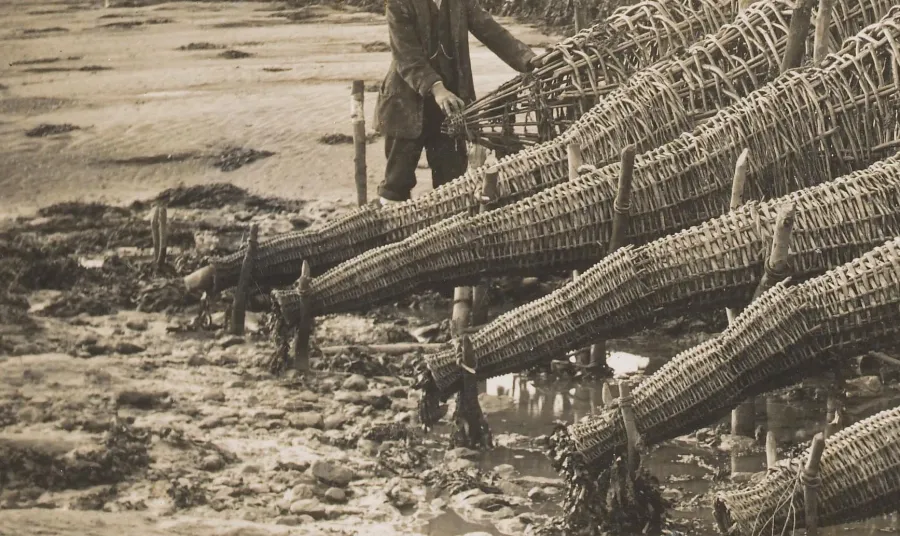Fisherman with conical basketwork fish traps on the River Severn