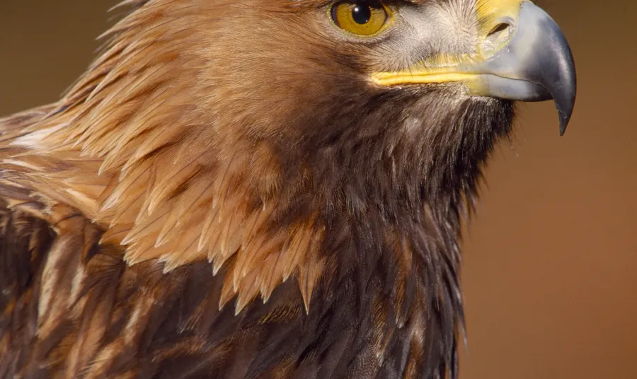 A Golden Eagle