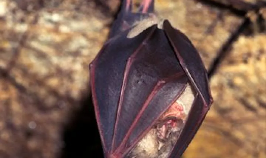 The Greater Horseshoe Bat